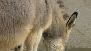 Donkey (Himeji city zoo, Hyogo, Japan) February 16, 2019