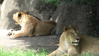 Lion (Hamamatsu Zoological Gardens, Shizuoka, Japan) July 25, 2021
