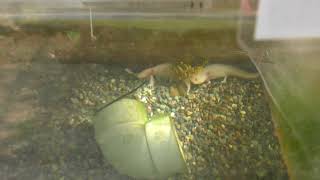 Axolotl (Tokyo University of Agriculture 