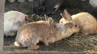 Rabbit (YAMA-JIGOKU, Oita, Japan) December 4, 2019