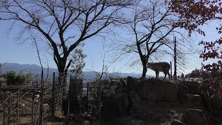 Japanese serow (Iida City Zoo, Nagano, Japan) January 19, 2019