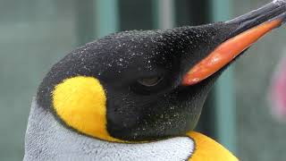 雨の日のキングペンギン (東武動物公園) 2017年10月15日