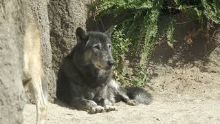 Eastern wolf (KOBE ANIMAL KINGDOM, Hyogo, Japan) October 24, 2021
