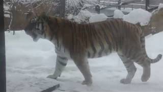 Siberian tiger (Asahiyama Zoo, Hokkaido, Japan) February 11, 2018