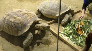 African spurred tortoise Feeding time (Adachi Park of Living Things, Tokyo, Japan) May 5, 2018