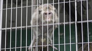 Crab-eating Macaque (Japan Monkey Centre, Aichi, Japan) January 20, 2019