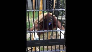 Orang-utan (Toyohashi Zoo and Botanical Park, Aichi, Japan) August 5, 2017