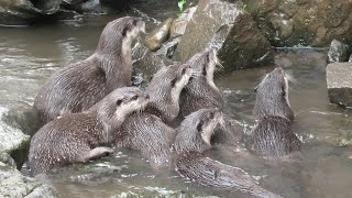 8 Asian short-clawed otters [1/3] (CHIKOZAN PARK ZOO, Saitama, Japan) September 19, 2020