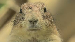 Black-tailed prairie dog (Higashiyama Zoo and Botanical Gardens, Aichi, Japan) July 22, 2021