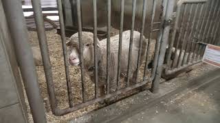 Petting Animal Farm & Barn (Tango Kingdom 