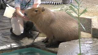 Capybara (NIFREL, Osaka, Japan) December 18, 2018