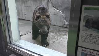 Ezo Brown Bear (Kushiro City Zoo, Hokkaido, Japan) July 4, 2019
