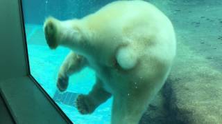 Polar bear Feeding time [4/4] (Toyohashi Zoo and Botanical Park, Aichi, Japan) August 5, 2017
