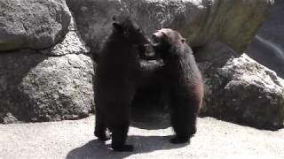 生後1歳の子熊たち (奥飛騨クマ牧場) 2018年4月21日