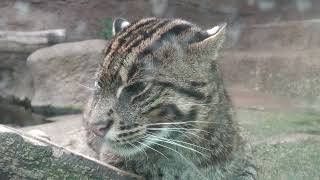 Fishing Cat (KOBE ANIMAL KINGDOM, Hyogo, Japan) October 24, 2021