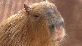 Capybara (CHIKOZAN PARK ZOO, Saitama, Japan) July 22, 2018