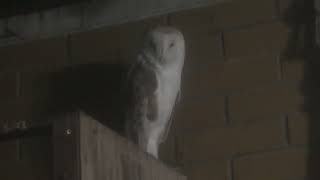 Barn Owl (Hamamatsu Zoological Gardens, Shizuoka, Japan) July 25, 2021