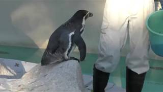 Humboldt penguin (Chiba Zoological Park, Chiba, Japan) October 20, 2018