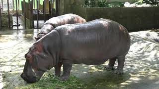 Hippopotamus (Okinawa Zoo & Museum, Okinawa, Japan) May 12, 2019