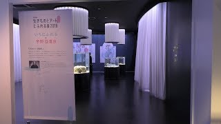 生きものとアートにふれる展 2018「いろにふれる×宇野亜喜良」 (NIFREL ニフレル) 2018年12月18日