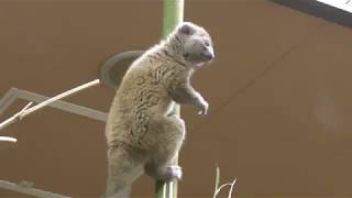 Eastern lesser bamboo lemur (Ueno Zoological Gardens, Tokyo, Japan) October 1, 2017