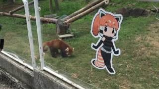 レッサーパンダとけものフレンズパネル (みさき公園) 2017年8月26日