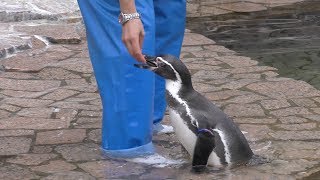 Humboldt penguin guide (Edogawa Natural Zoo, Tokyo, Japan) October 14, 2017