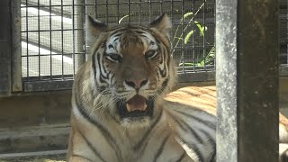 Siberian tiger (Kyoto City Zoo, Kyoto, Japan) September 1, 2020