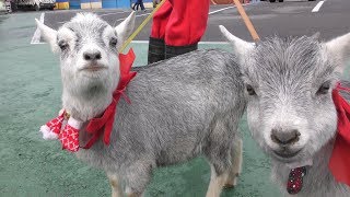Goat (Nasu SafariPark, Tochigi, Japan) December 7, 2018