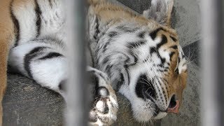 Siberian tiger (Shunan City Tokuyama Zoo, Yamaguchi, Japan) April 26, 2019