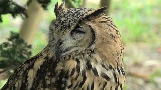 Indian eagle-owl (Toyohashi Zoo and Botanical Park, Aichi, Japan) January 1, 1970
