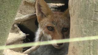Japanese Red Fox (Toyama Municipal Family Park Zoo, Toyama, Japan) August 15, 2019