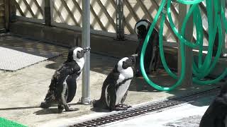 ペンギンプール (掛川花鳥園) 2022年7月30日