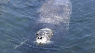 Harbor Seal & Bearded Seal (Otaru Aquarium, Hokkaido, Japan) June 14, 2019