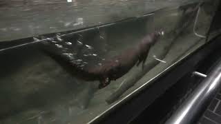 Asian short-clawed otter (Higashiyama Zoo and Botanical Gardens, Aichi, Japan) July 22, 2021