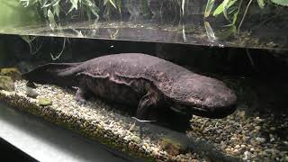 Japanese giant salamander (Aqua Totto Gifu, Gifu, Japan) January 25, 2019