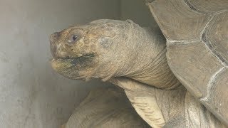 African spurred tortoise (ITOZU NO MORI Zoological Park, Fukuoka, Japan) April 25, 2019
