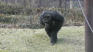 チンパンジー (秋田市大森山動物園) 2019年4月11日