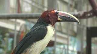 キムネチュウハシ (掛川花鳥園) 2022年7月30日