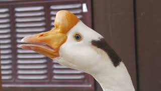 Domestic goose (Oji Zoo, Hyogo, Japan) October 14, 2021