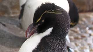 ミナミイワトビペンギン (海遊館) 2022年8月12日