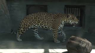 ジャガー の『ロン』 (天王寺動物園) 2023年6月3日