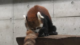 レッサーパンダ の『ミヤビ』 (埼玉県こども動物自然公園) 2020年9月15日