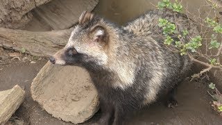 ホンドタヌキ (日立市かみね動物園) 2018年12月4日