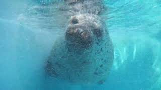 ゴマフアザラシ と ハイイロアザラシ (鳥羽水族館) 2022年8月13日