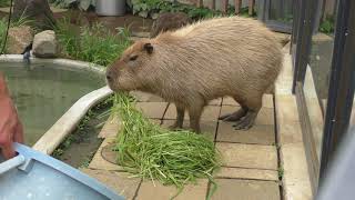 Keepers talk [Capybara] (Ueno Zoological Gardens, Tokyo, Japan) July 7, 2018