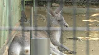 Eastern grey kangaroo (Okinawa Zoo & Museum, Okinawa, Japan) May 13, 2019