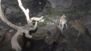 Deer & Hippopotamus area (Nasu SafariPark, Tochigi, Japan) August 2, 2019