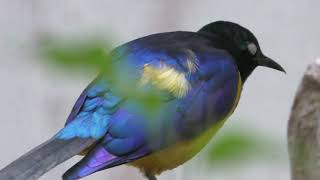Golden-breasted starling (Ueno Zoological Gardens, Tokyo, Japan) May 26, 2018