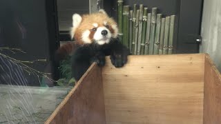 シセンレッサーパンダ (上野動物園) 2020年9月11日